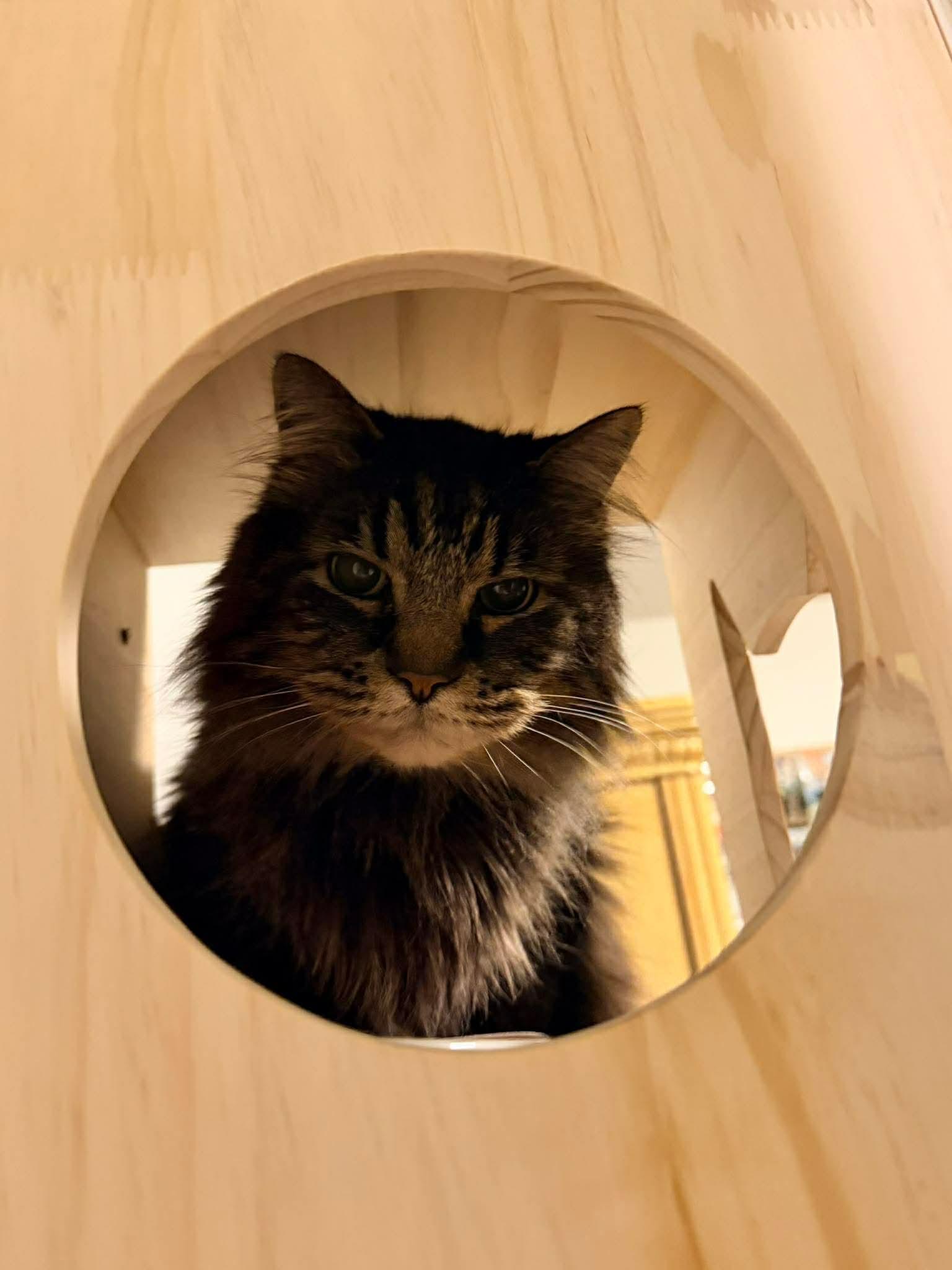 Reginald “Reggie” , a ADOPTABLE mixed breed in Fort Oglethorpe, GA image 4/6