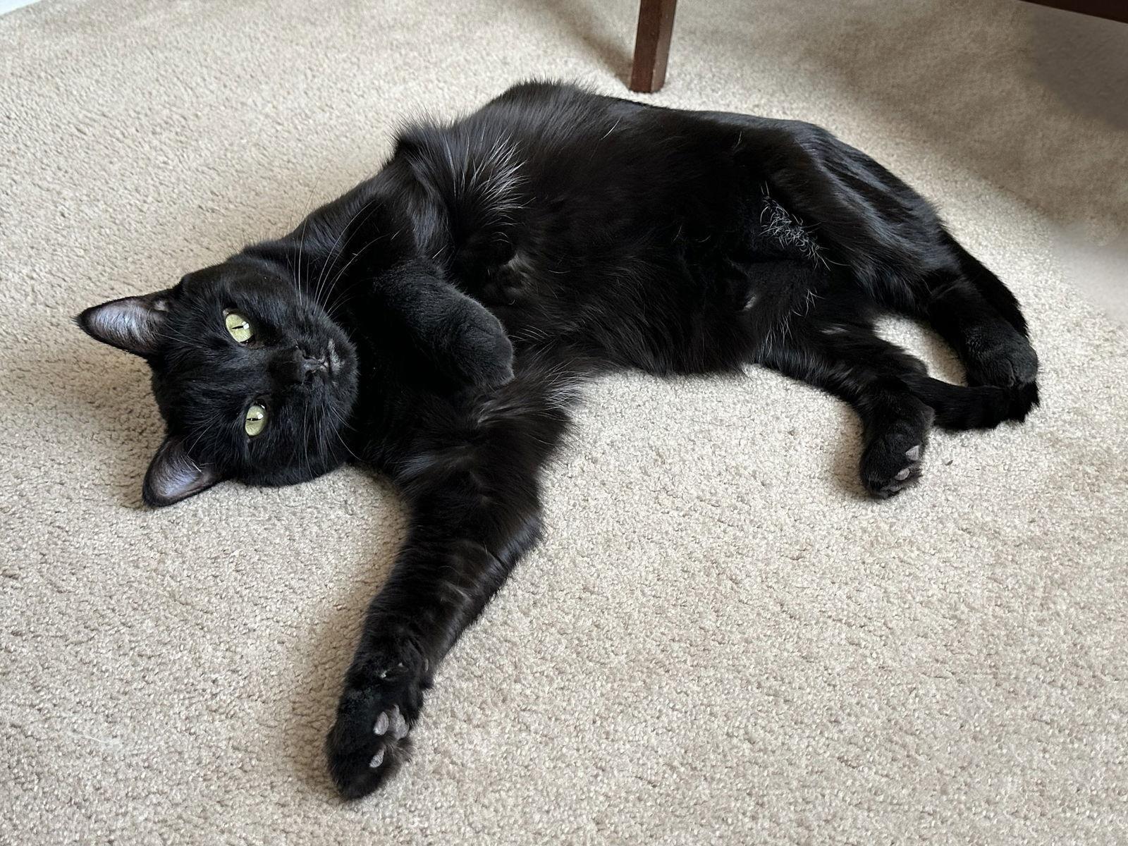 Teenie, a Adoptable Domestic Short Hair in Fenton, MO image 1/3