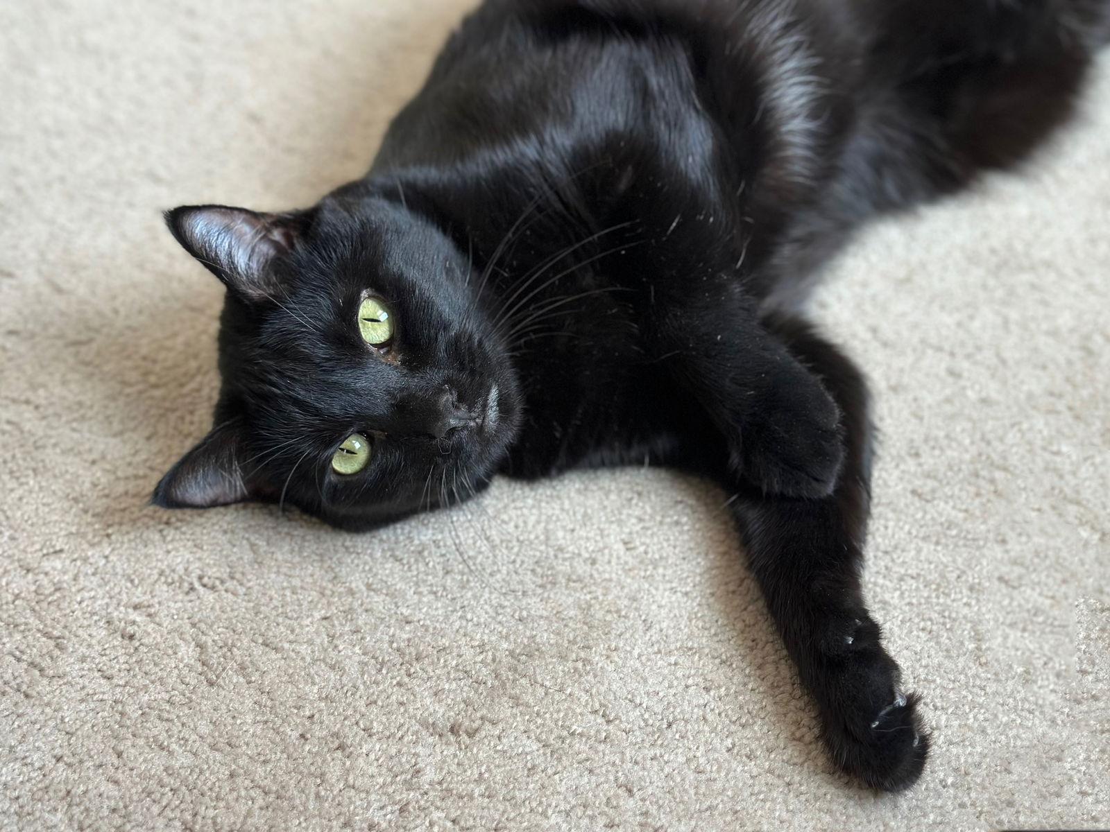 Teenie, a Adoptable Domestic Short Hair in Fenton, MO image 3/3