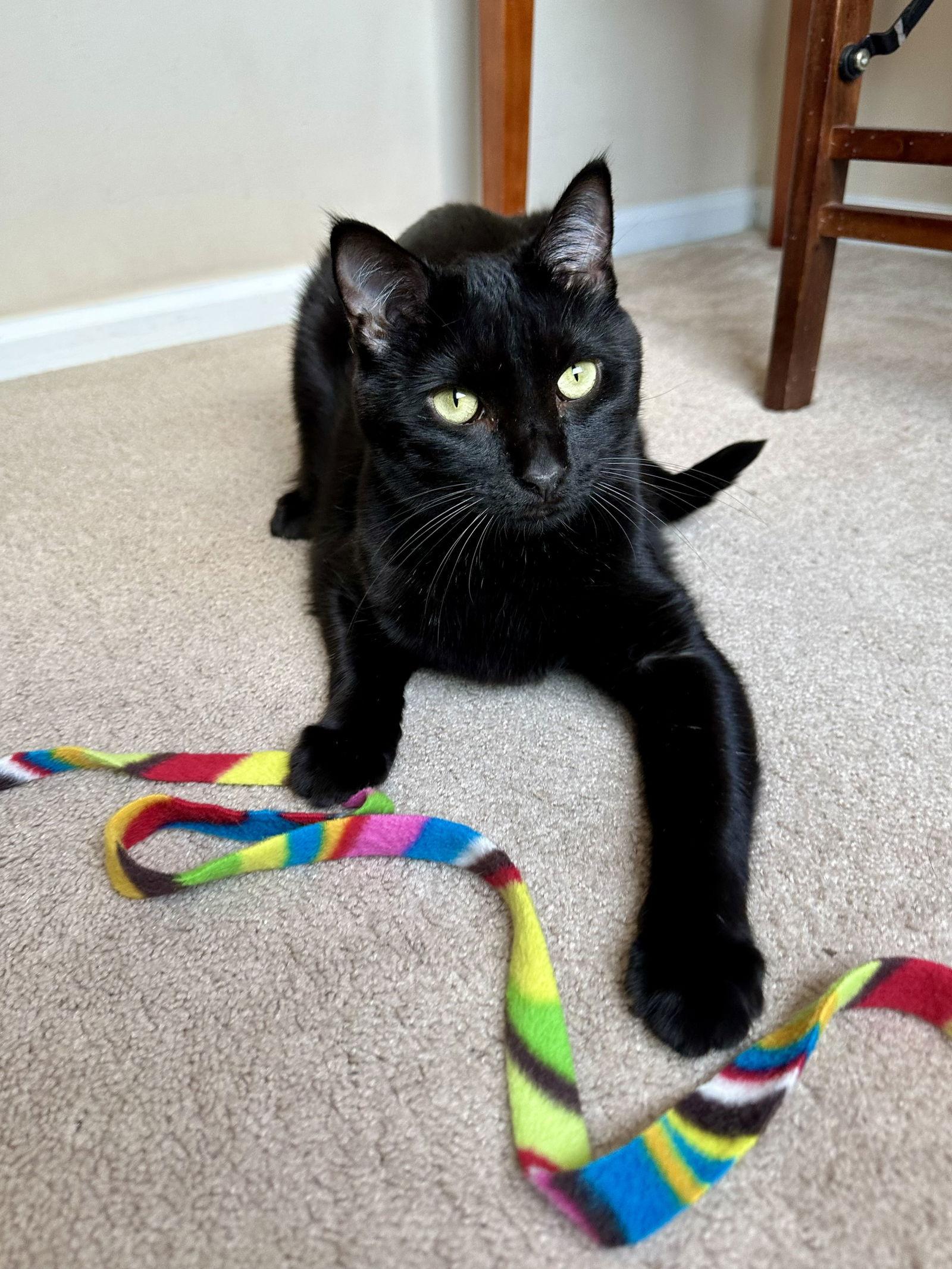 Teenie, a Adoptable Domestic Short Hair in Fenton, MO image 3/3