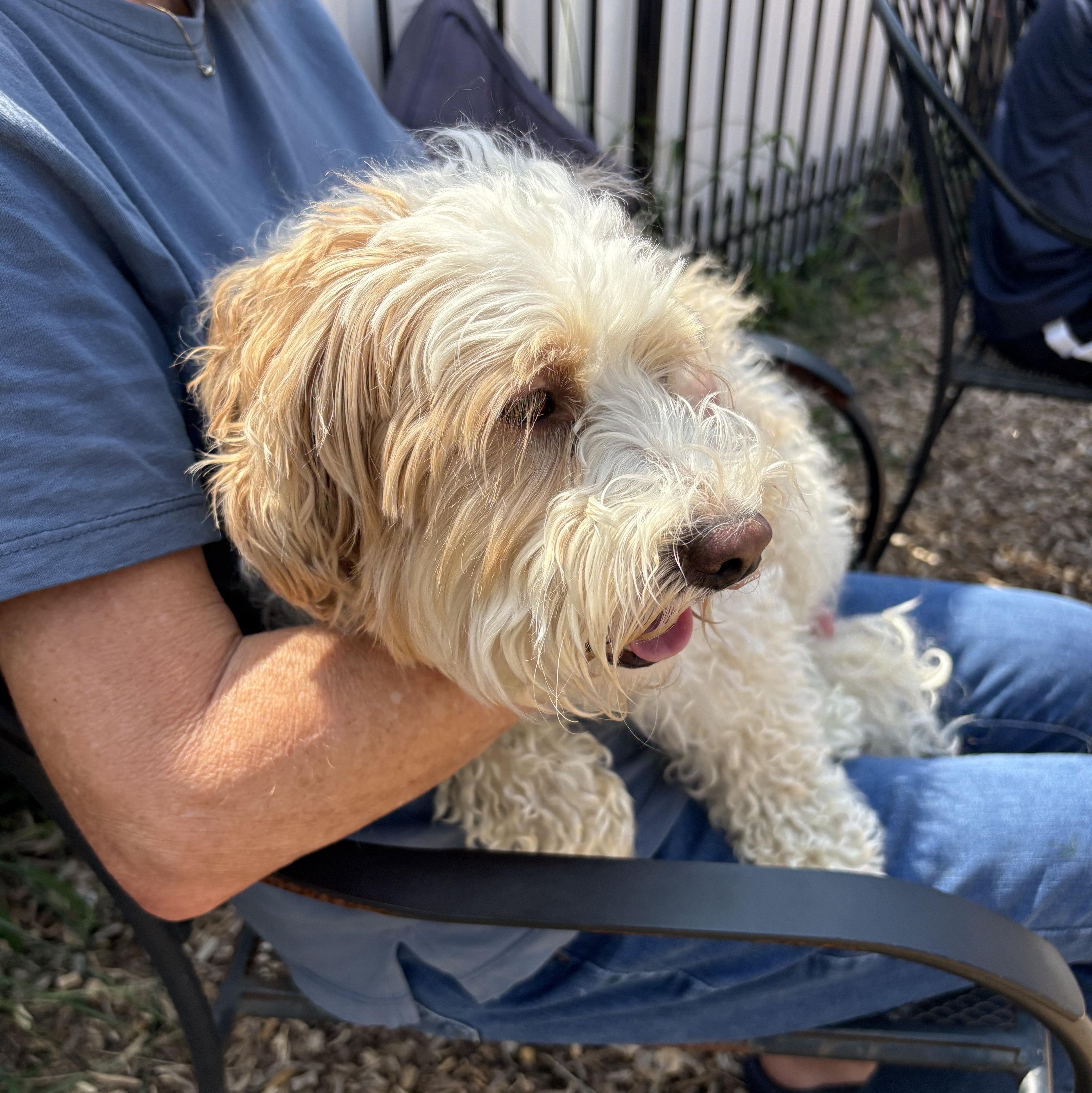 Oliver, a ADOPTABLE Maltipoo in Abington, PA image 2/3