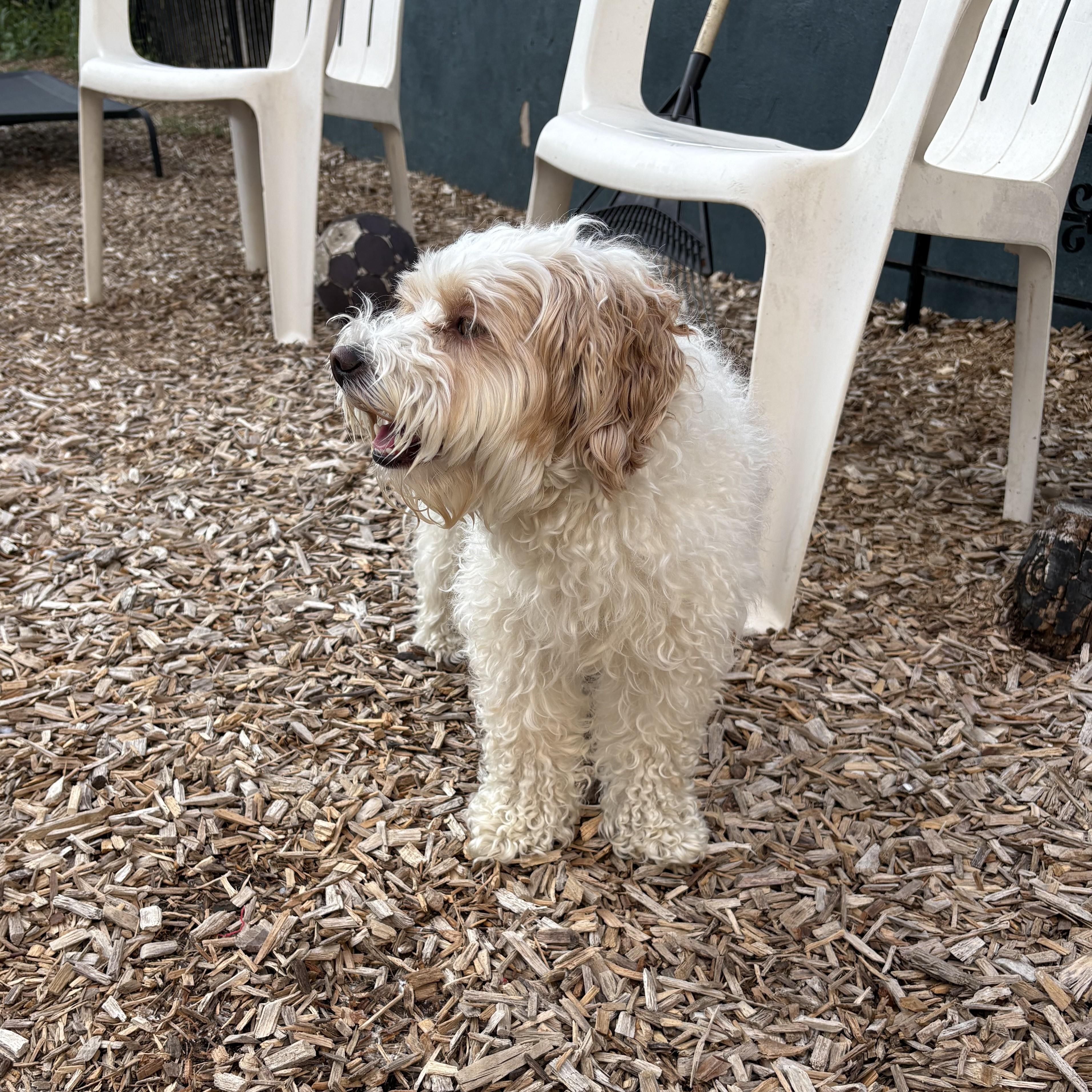 Oliver, a ADOPTABLE Maltipoo in Abington, PA image 3/3