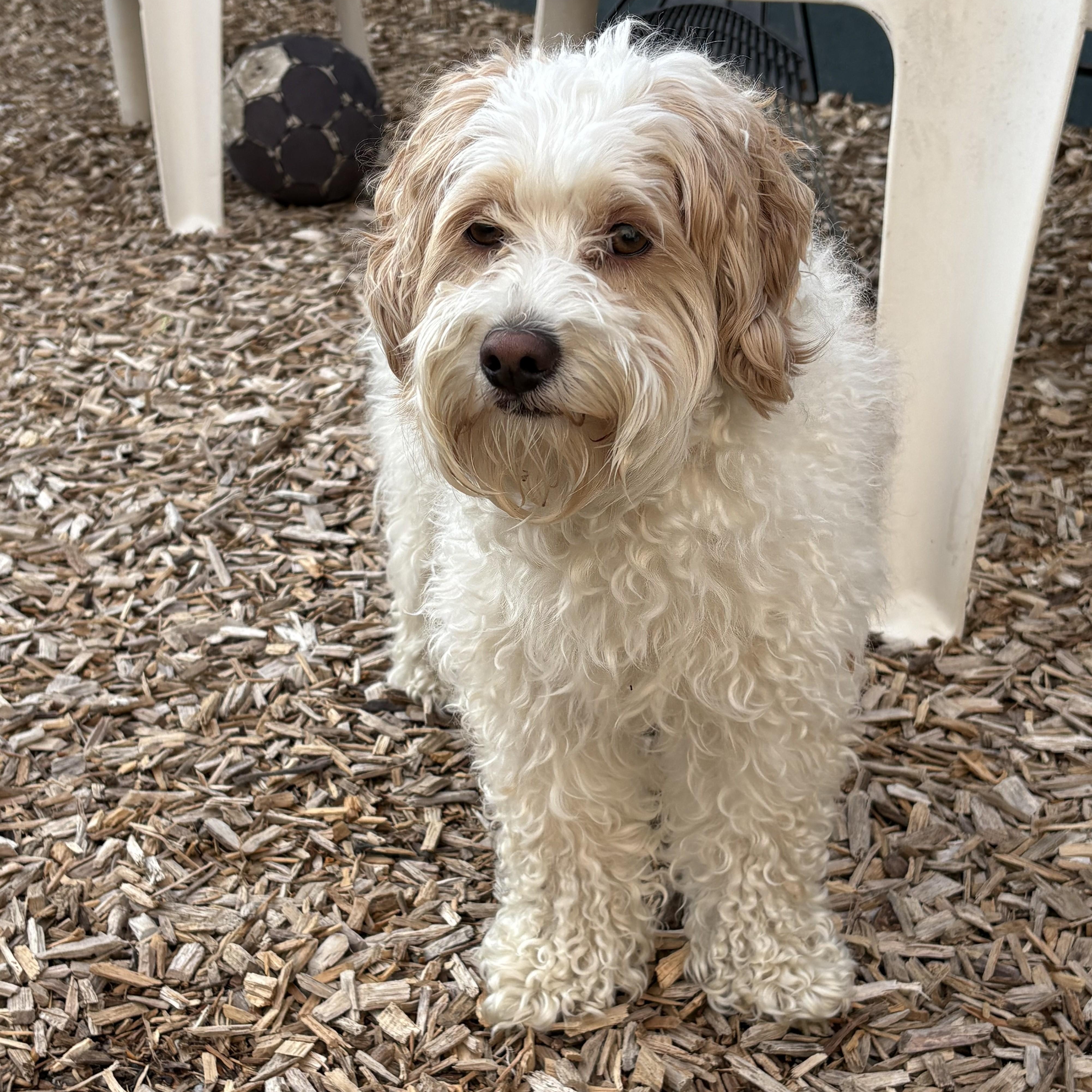 Oliver, ADOPTABLE, Young Male Maltipoo.