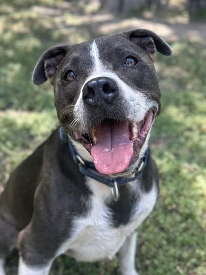 Enlarge Jagger, a Adoptable mixed breed in San Antonio, TX image 2/3