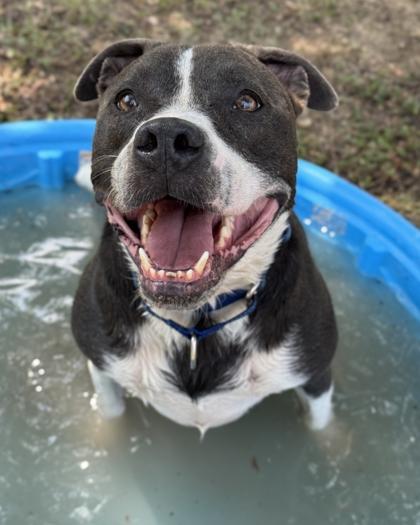 Enlarge Jagger, a Adoptable mixed breed in San Antonio, TX image 3/3