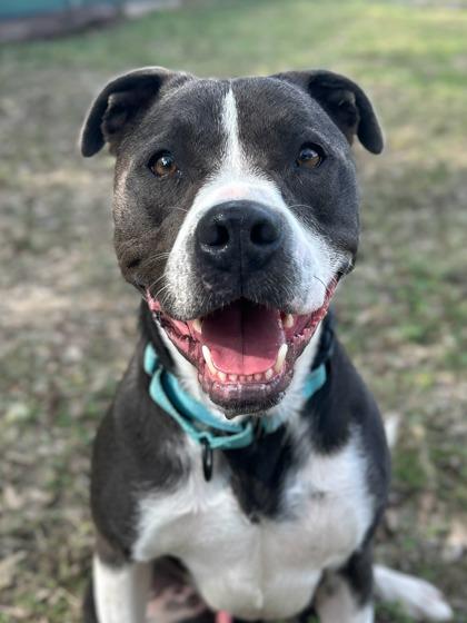 Enlarge Jagger, a Adoptable mixed breed in San Antonio, TX image 3/4