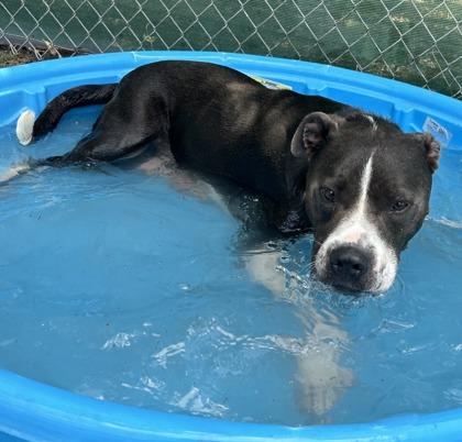 Jagger, a Adoptable mixed breed in San Antonio, TX image 3/3