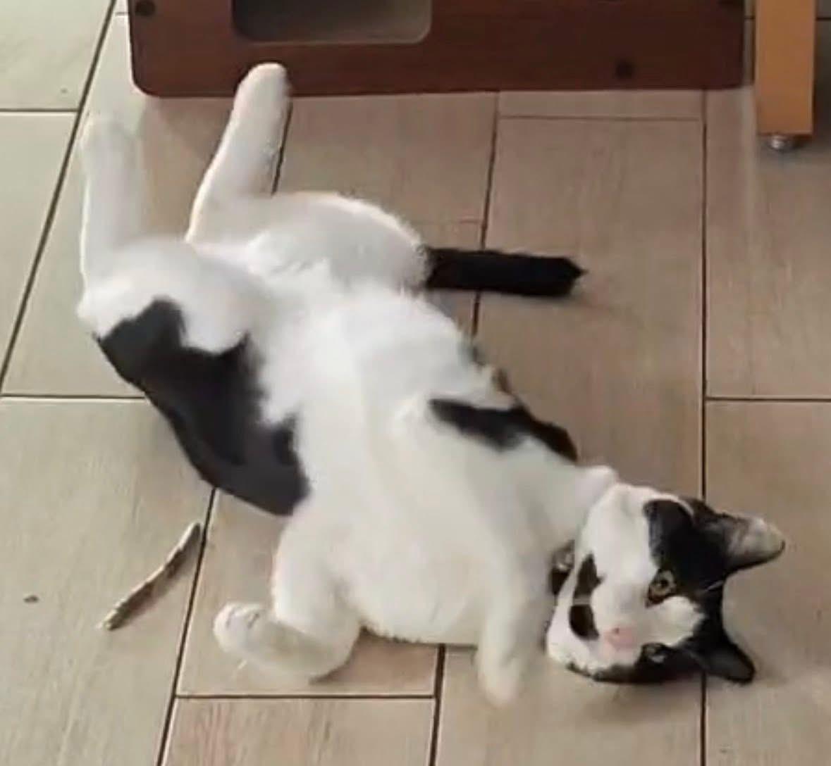 Latte ( Extremely Friendly), ADOPTABLE, Adult Male Domestic Short Hair.