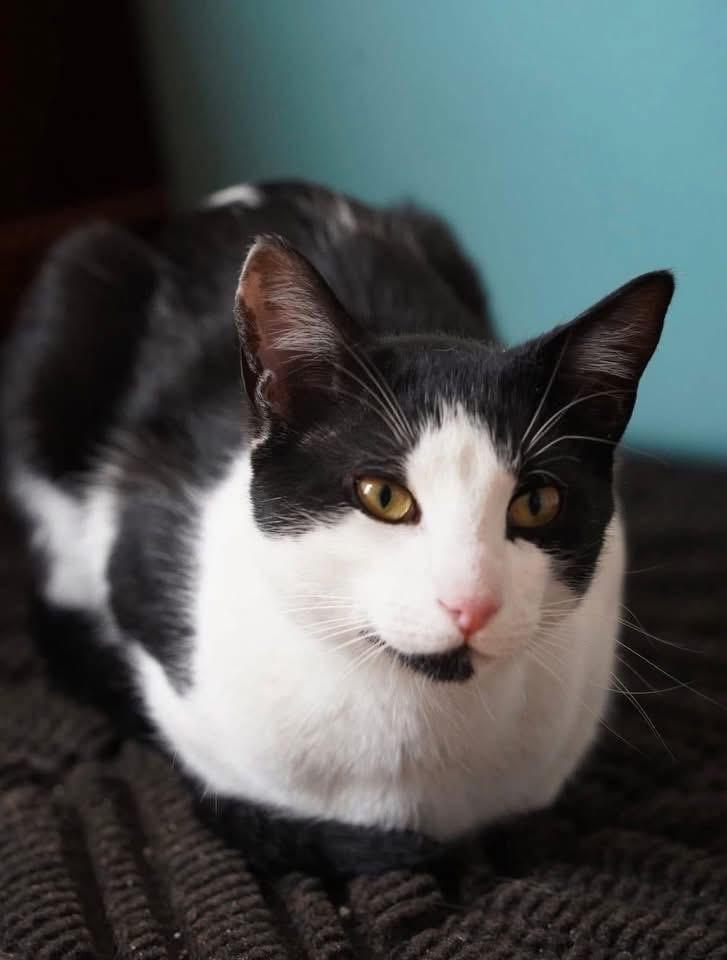 Enlarge Latte ( Extremely Friendly), a ADOPTABLE Domestic Short Hair in Staten island, NY image 5/6