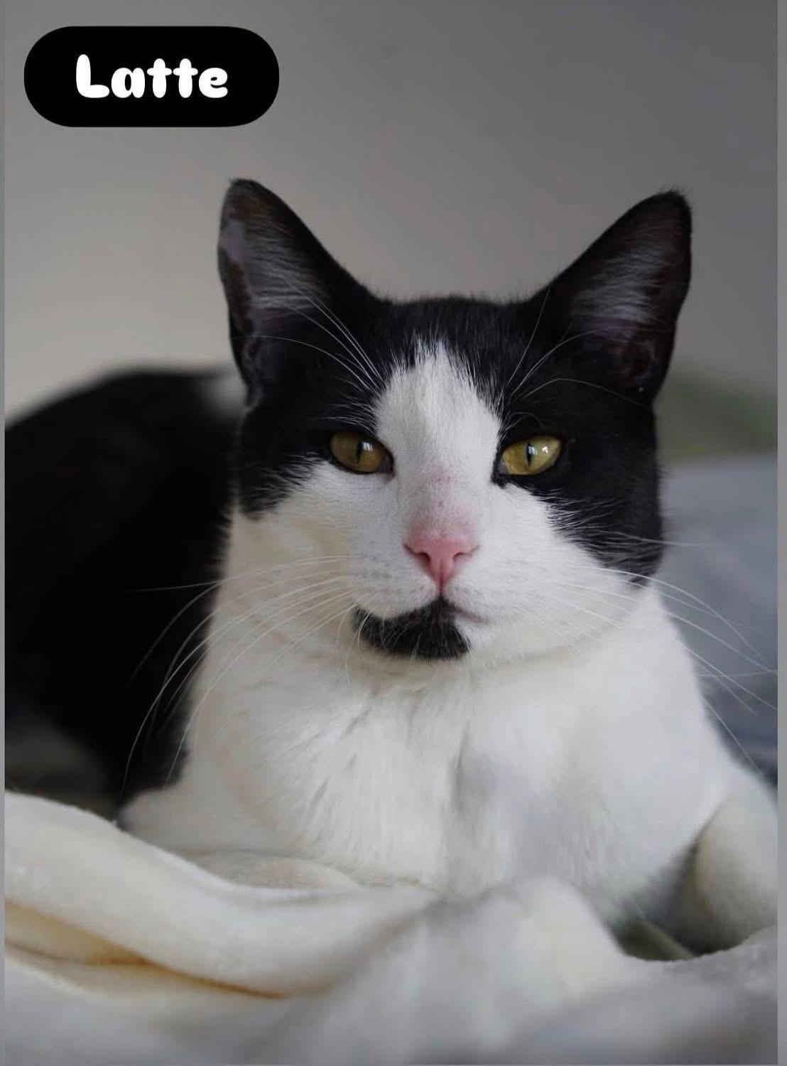 Enlarge Latte ( Extremely Friendly), a ADOPTABLE Domestic Short Hair in Staten island, NY image 1/6