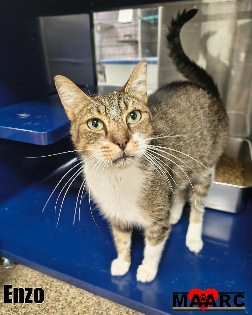 Enzo, Adoptable, Adult Male Domestic Short Hair.