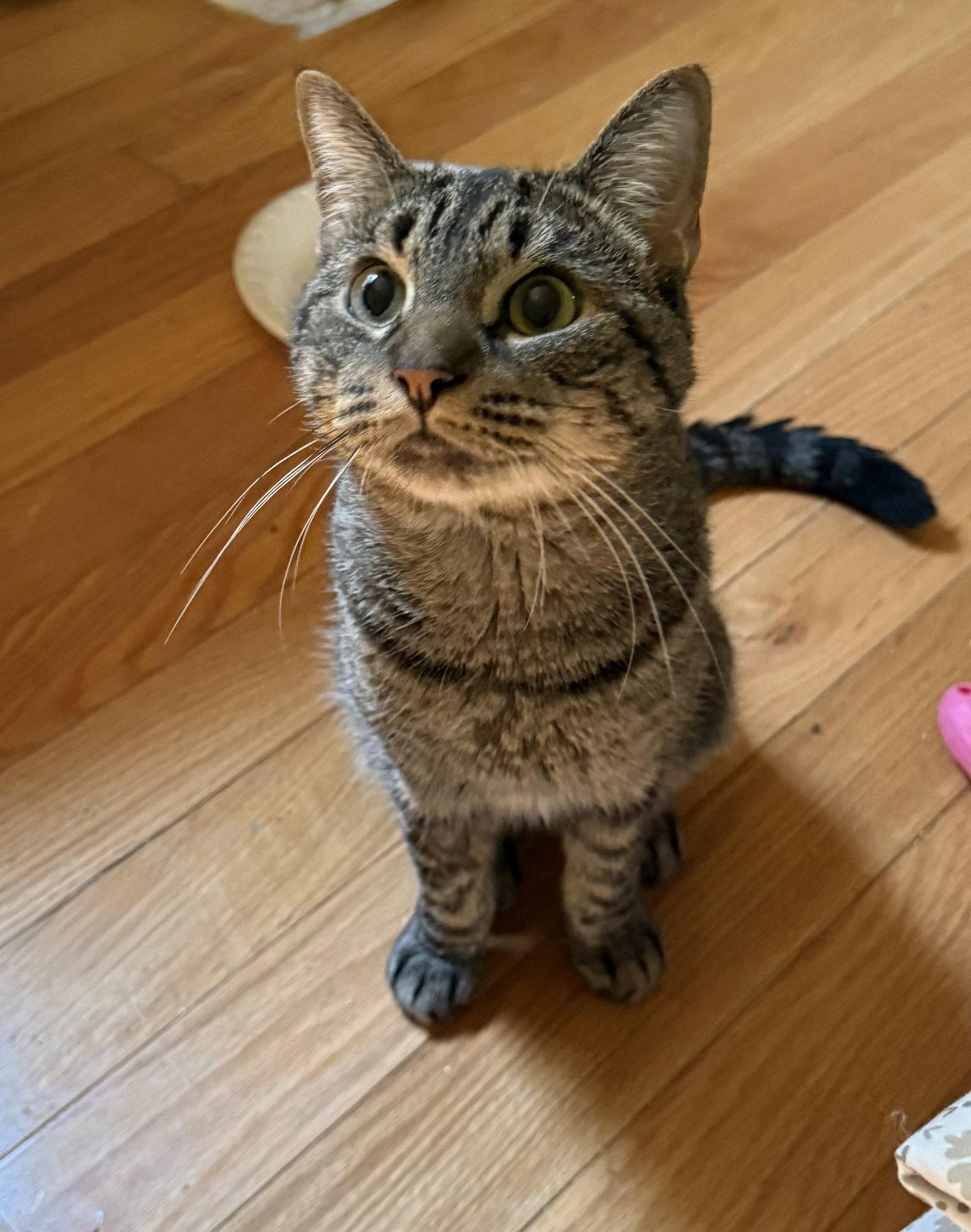 Enlarge Rico - BONDED PAIR, a Adoptable Domestic Short Hair in Naugatuck, CT image 2/2