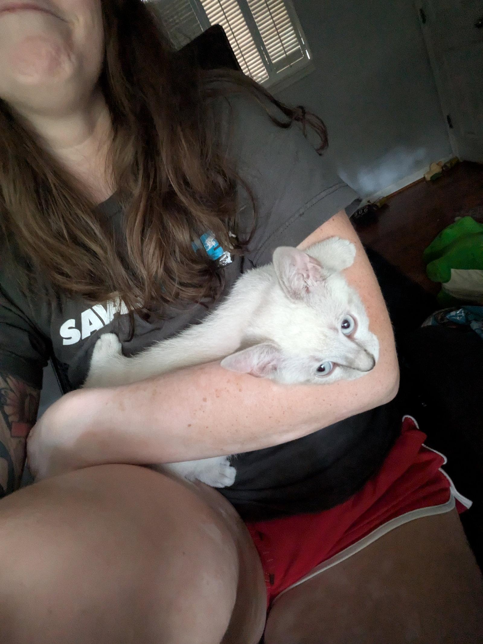 Tamatoa, Adopted, Kitten Male Domestic Short Hair & Siamese.