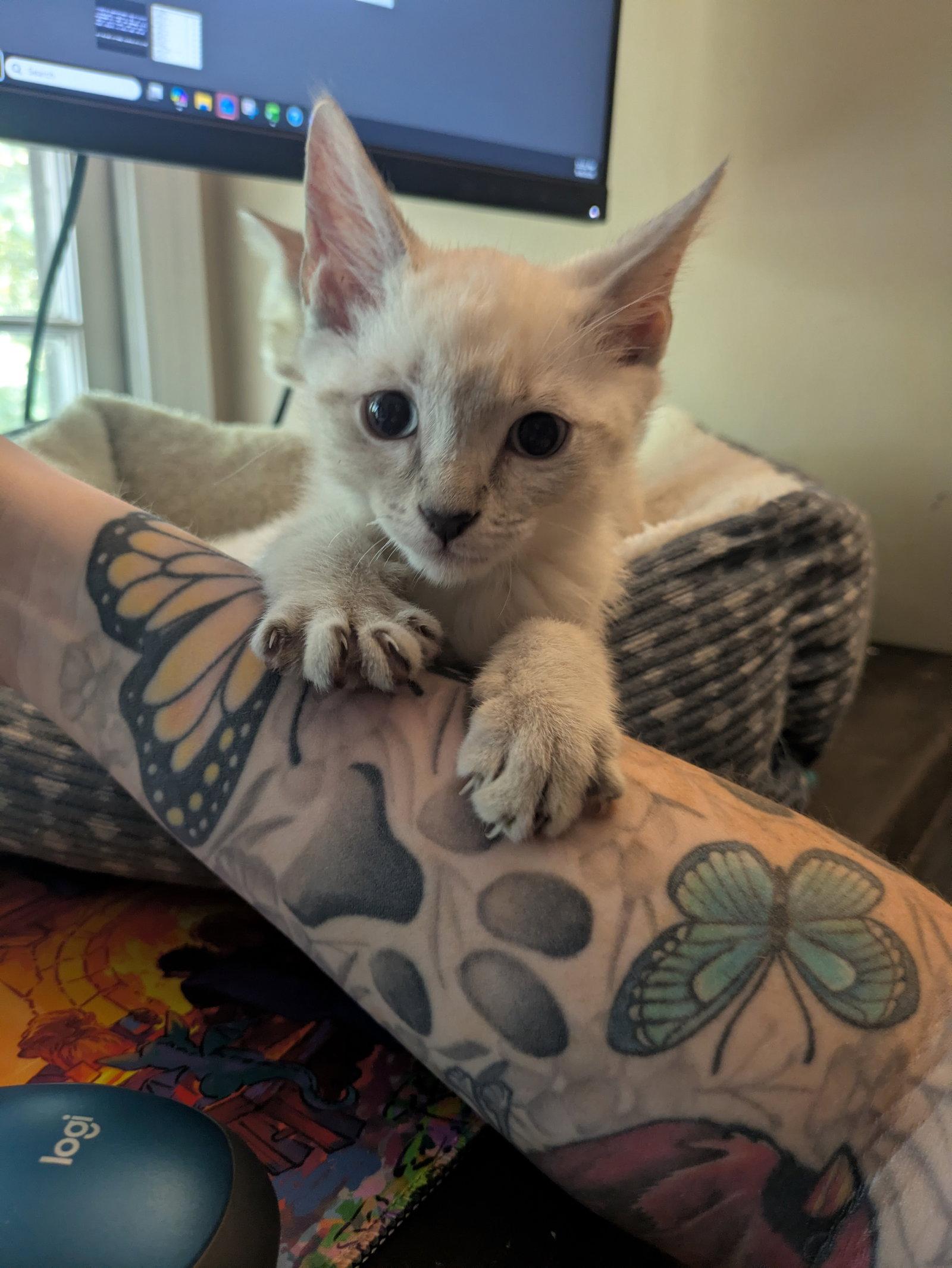 Enlarge Tamatoa, a Adopted mixed breed in Alpharetta, GA image 2/3