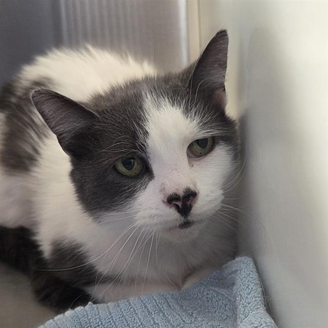 BELLA, Adoptable, Senior Female Domestic Short Hair.