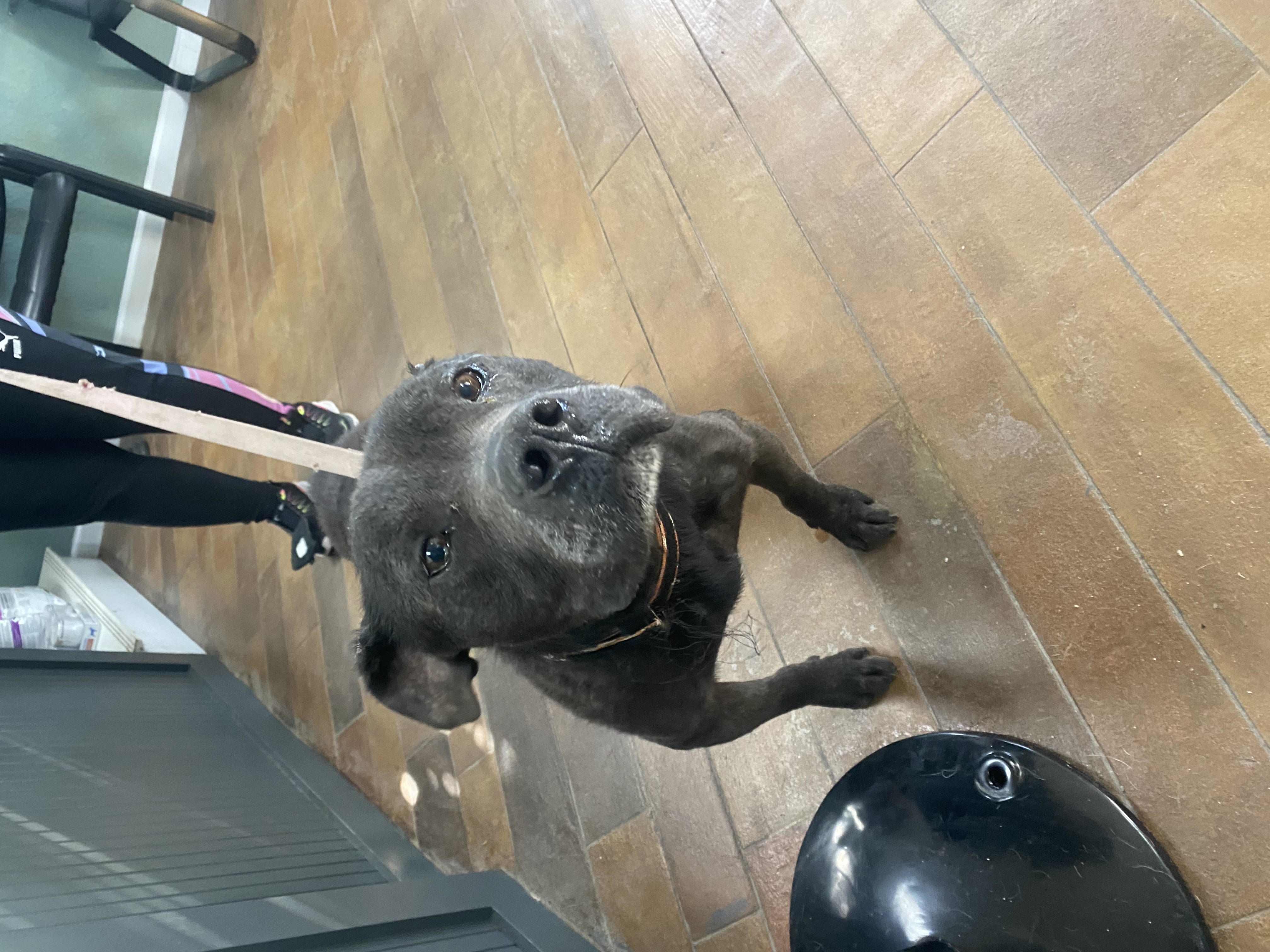 Dog for adoption Shadow (Sweet neglected boy looking for his hero