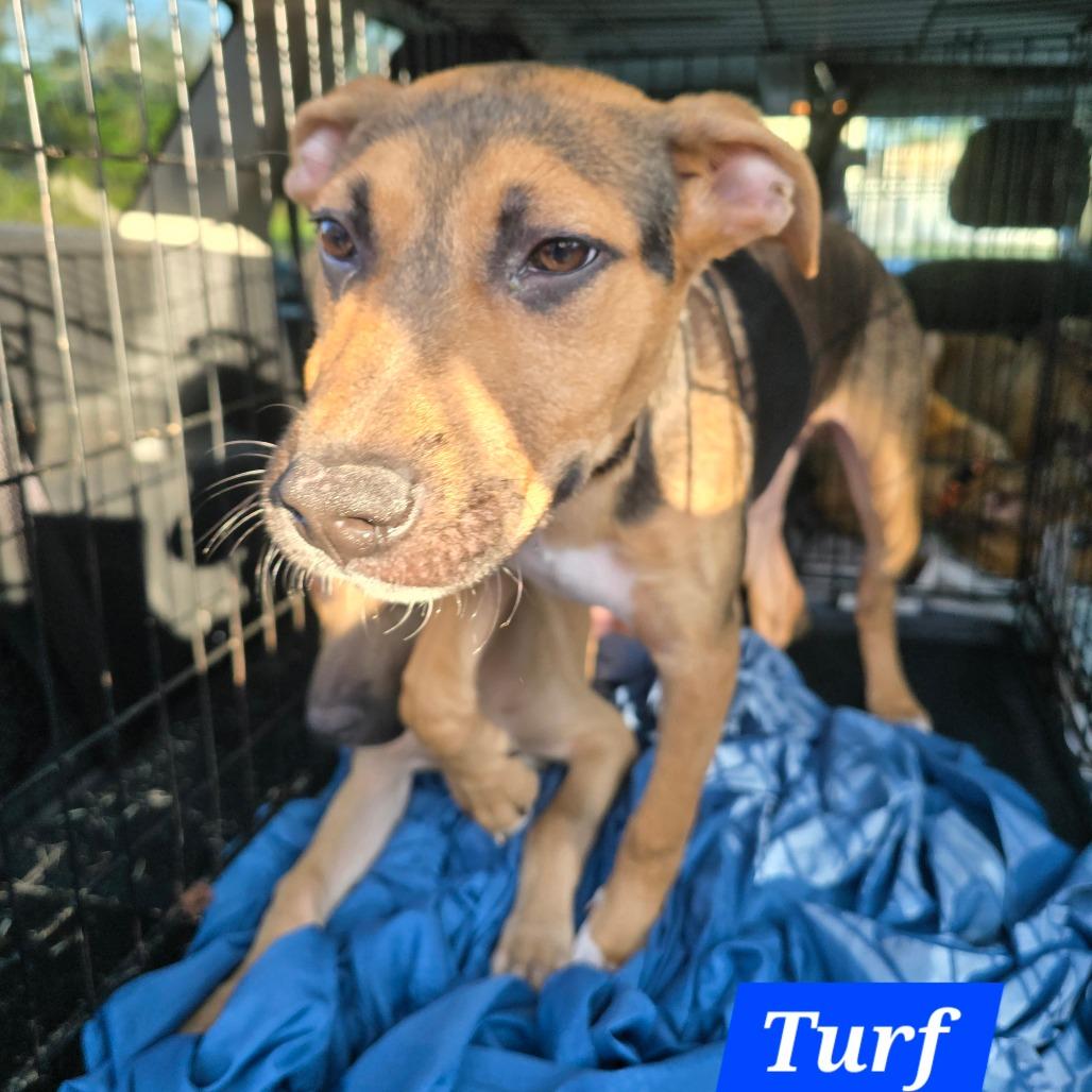 Turf — thumbnail 2