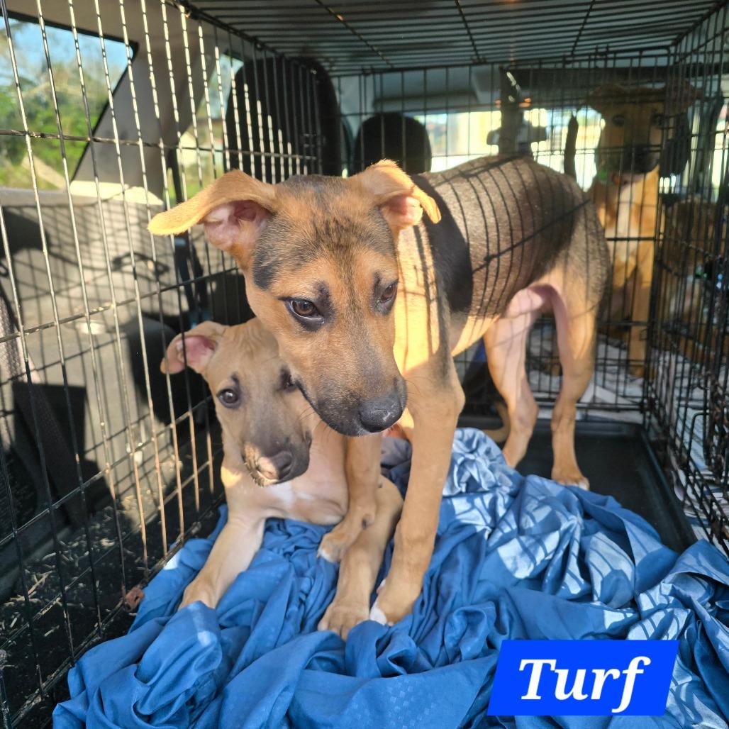 Turf — thumbnail 3