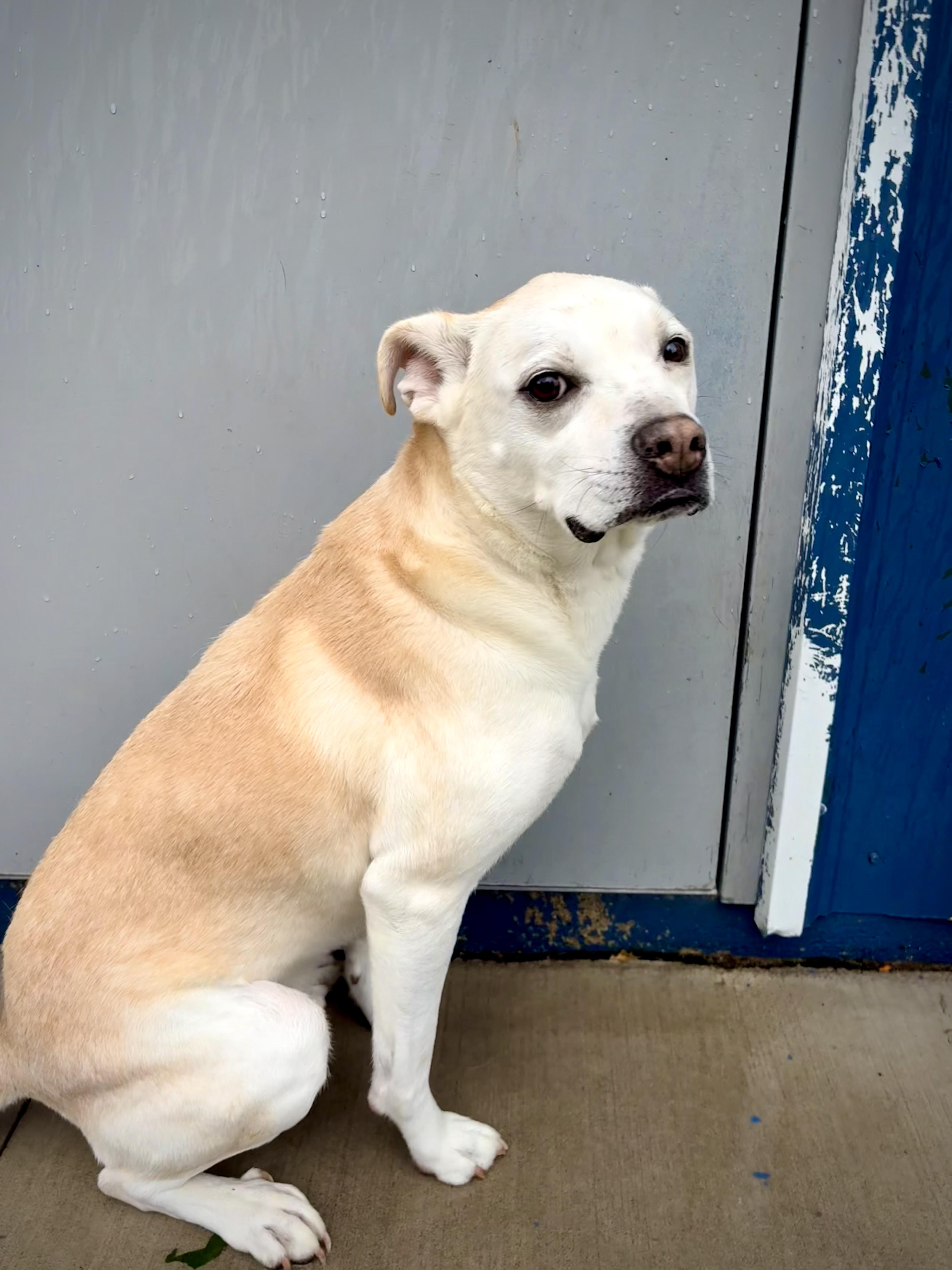 Enlarge Sunny, a Adoptable mixed breed in Kalamazoo, MI image 2/3
