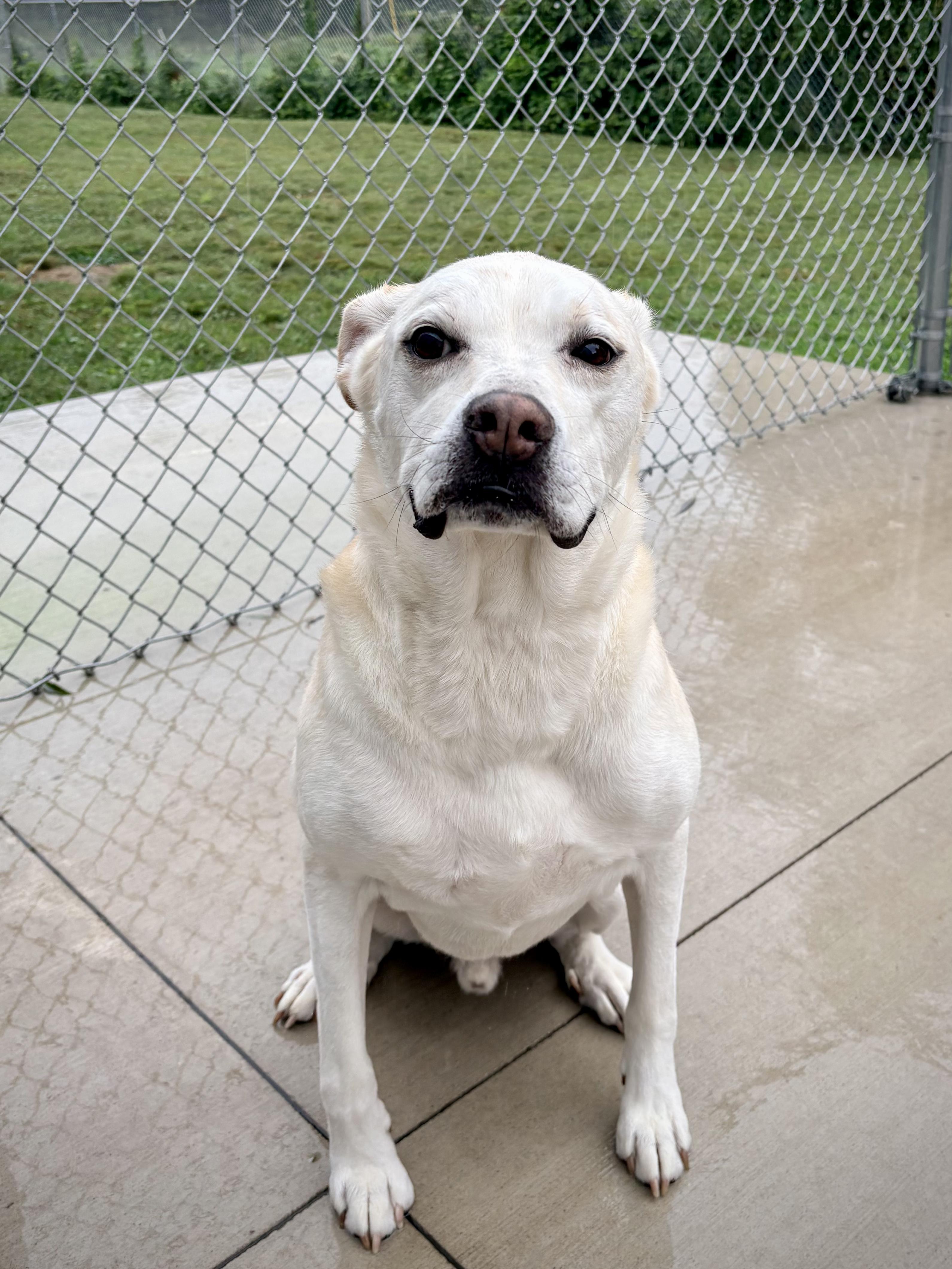 Enlarge Sunny, a Adoptable mixed breed in Kalamazoo, MI image 1/3