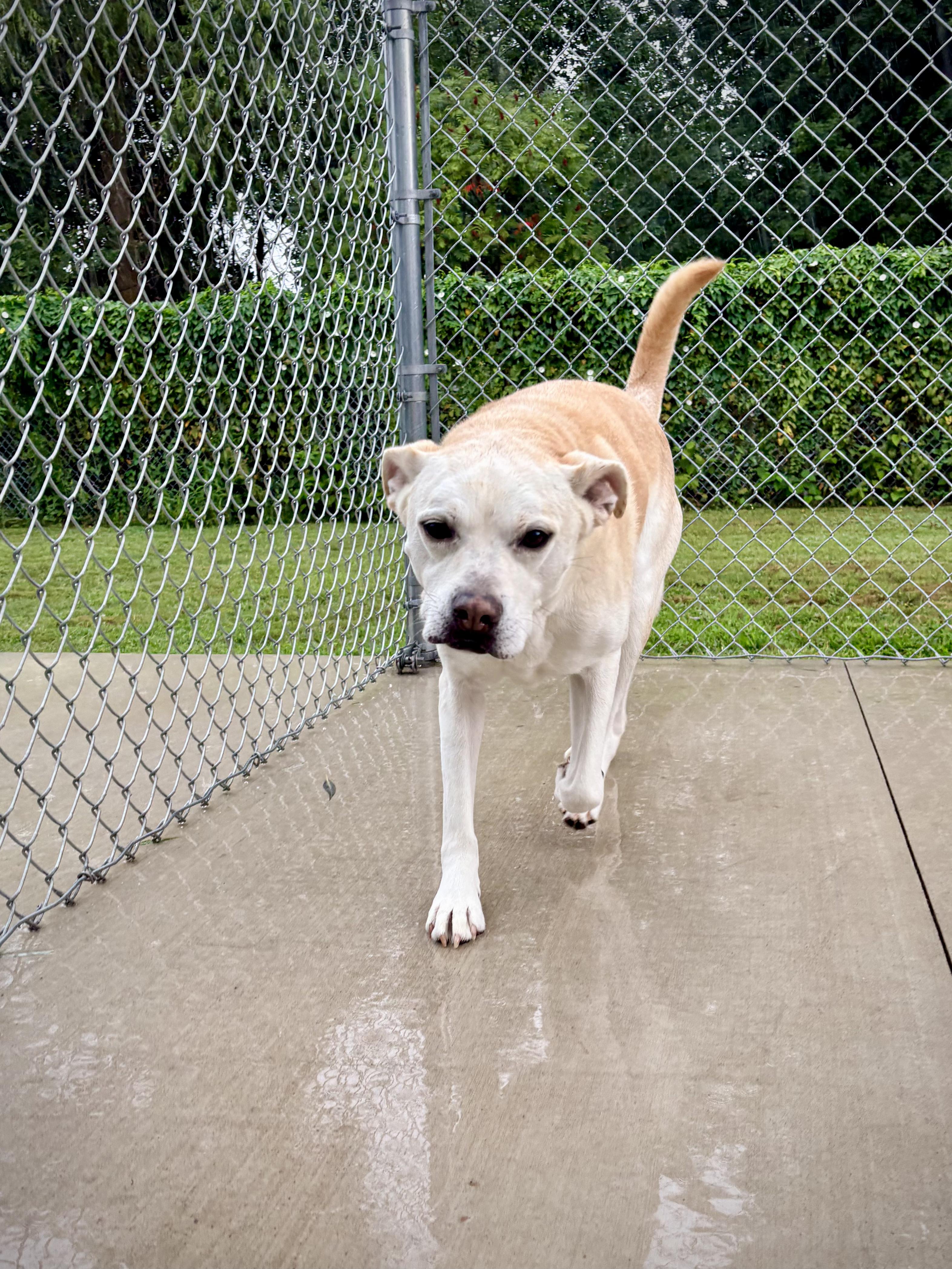 Enlarge Sunny, a Adoptable mixed breed in Kalamazoo, MI image 3/3