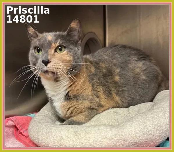 Priscilla / Gracie(612)
