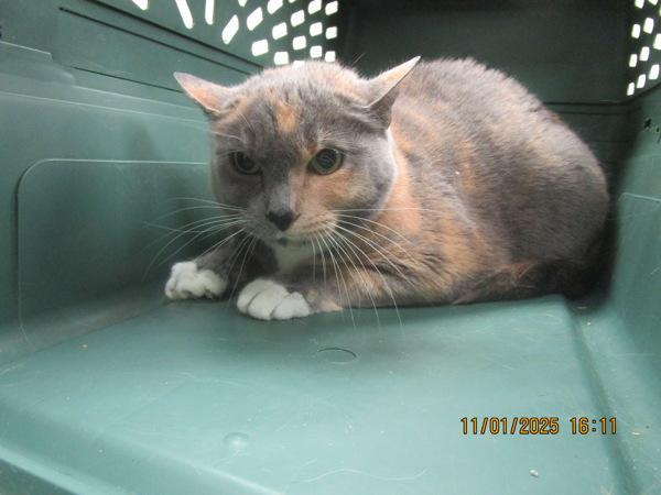 Priscilla / Gracie(612) — thumbnail 2