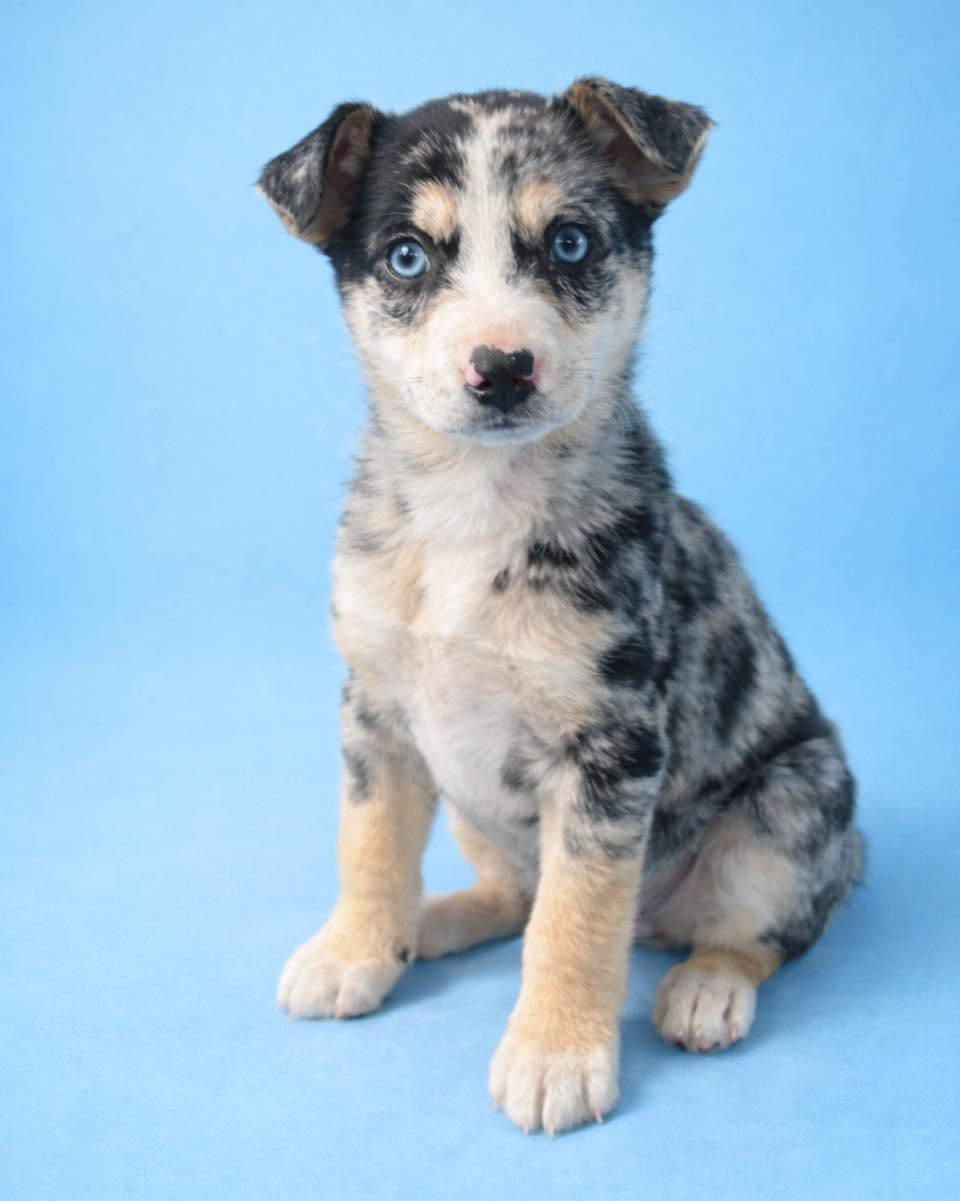 Miso, Adopted, Young Female Australian Shepherd.