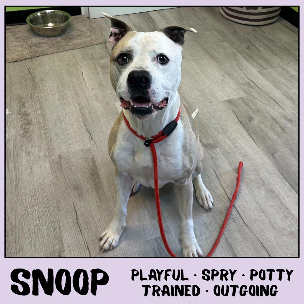 Snoop Dog, Adoptable, Adult Male American Staffordshire Terrier.