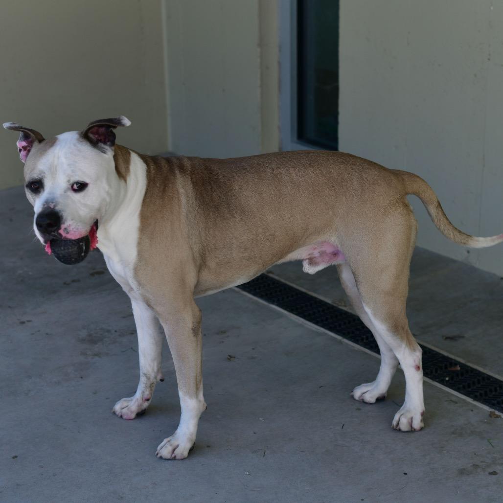 Snoop Dog, a Adoptable mixed breed in Ottawa, KS image 2/3