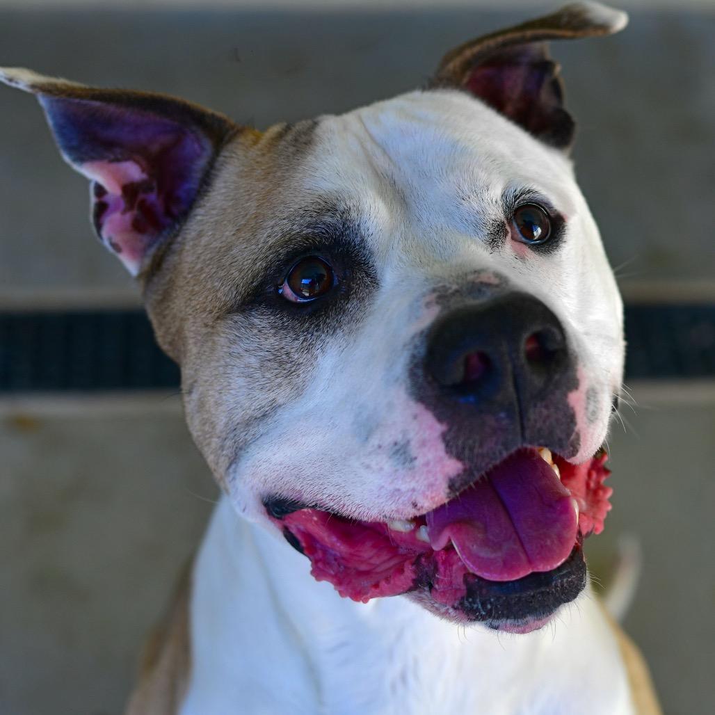 Snoop Dog, a Adoptable mixed breed in Ottawa, KS image 3/3