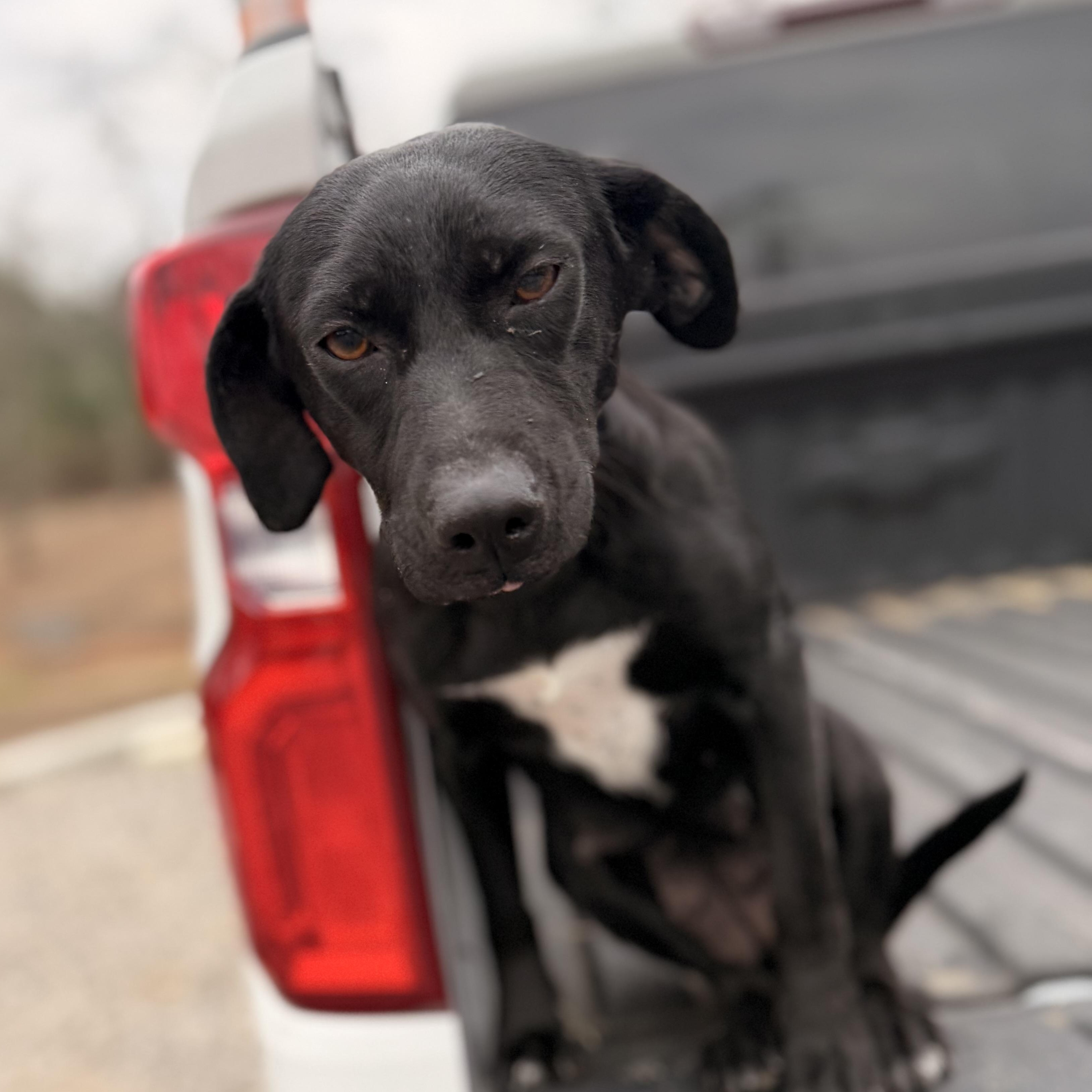 Enlarge Tootles, an adopted mixed breed in Hartford, CT image 2/5