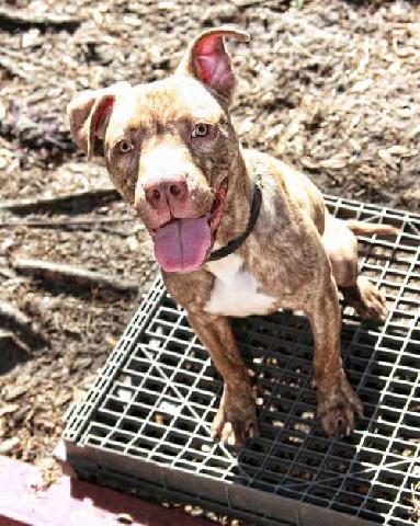 Enlarge Dalton, a Adoptable mixed breed in Ocoee, FL image 1/6