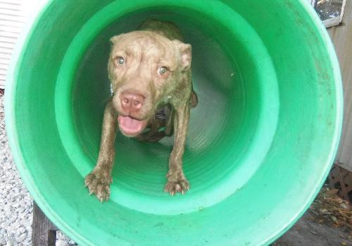 Enlarge Dalton, a Adoptable mixed breed in Ocoee, FL image 2/6