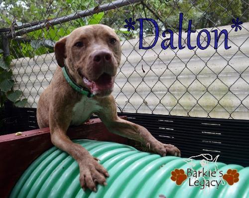 Enlarge Dalton, a Adoptable mixed breed in Ocoee, FL image 3/6
