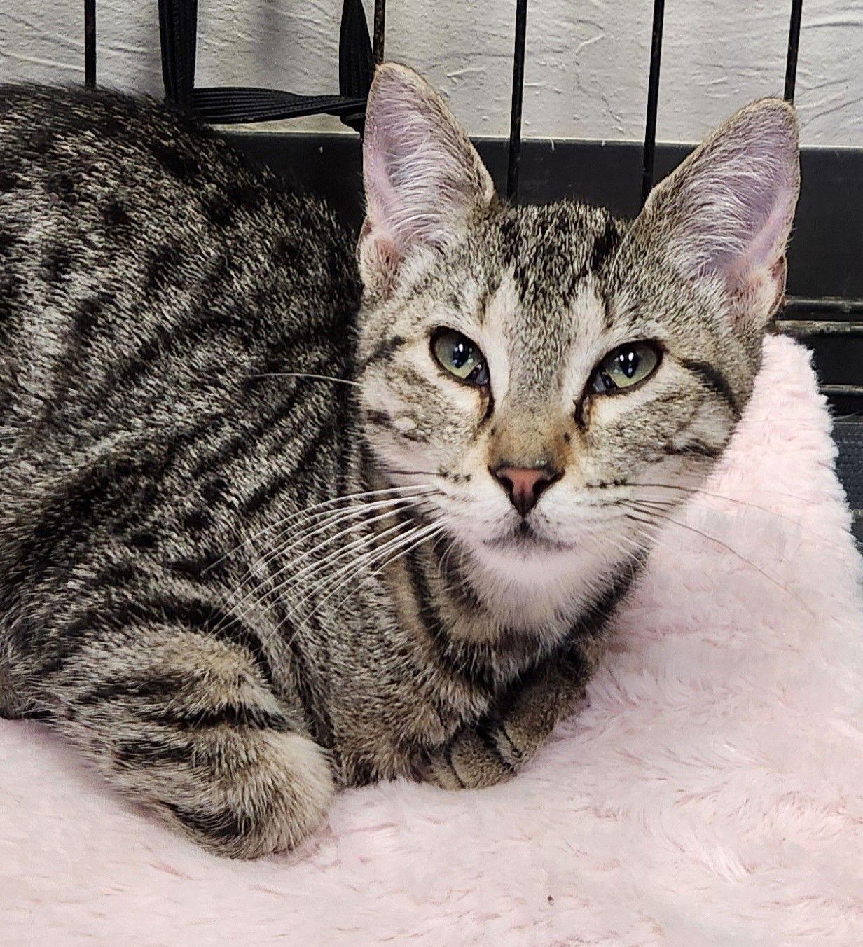 Denali, Adoptable, Young Female Tabby & Siamese.