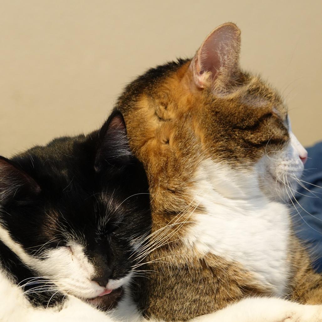 Hodor, Adoptable, Senior Male Domestic Short Hair.