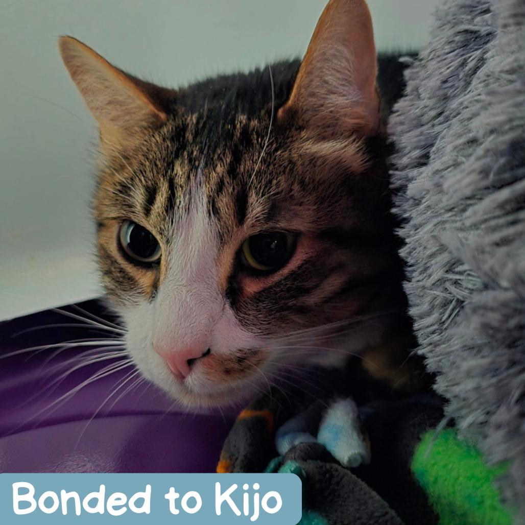 Enlarge Hodor, a Adoptable Domestic Short Hair in Denver, CO image 2/6