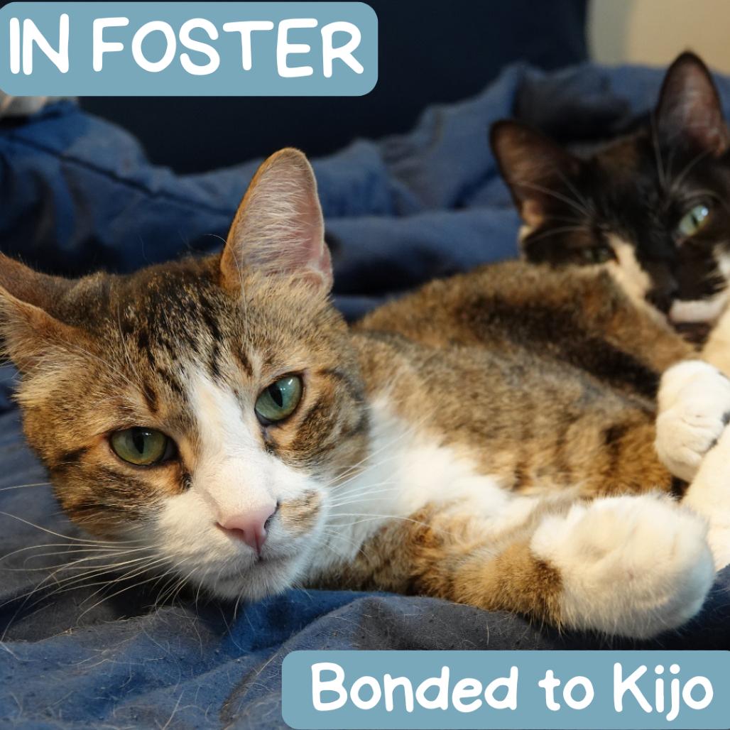 Enlarge Hodor, a Adoptable Domestic Short Hair in Denver, CO image 3/6