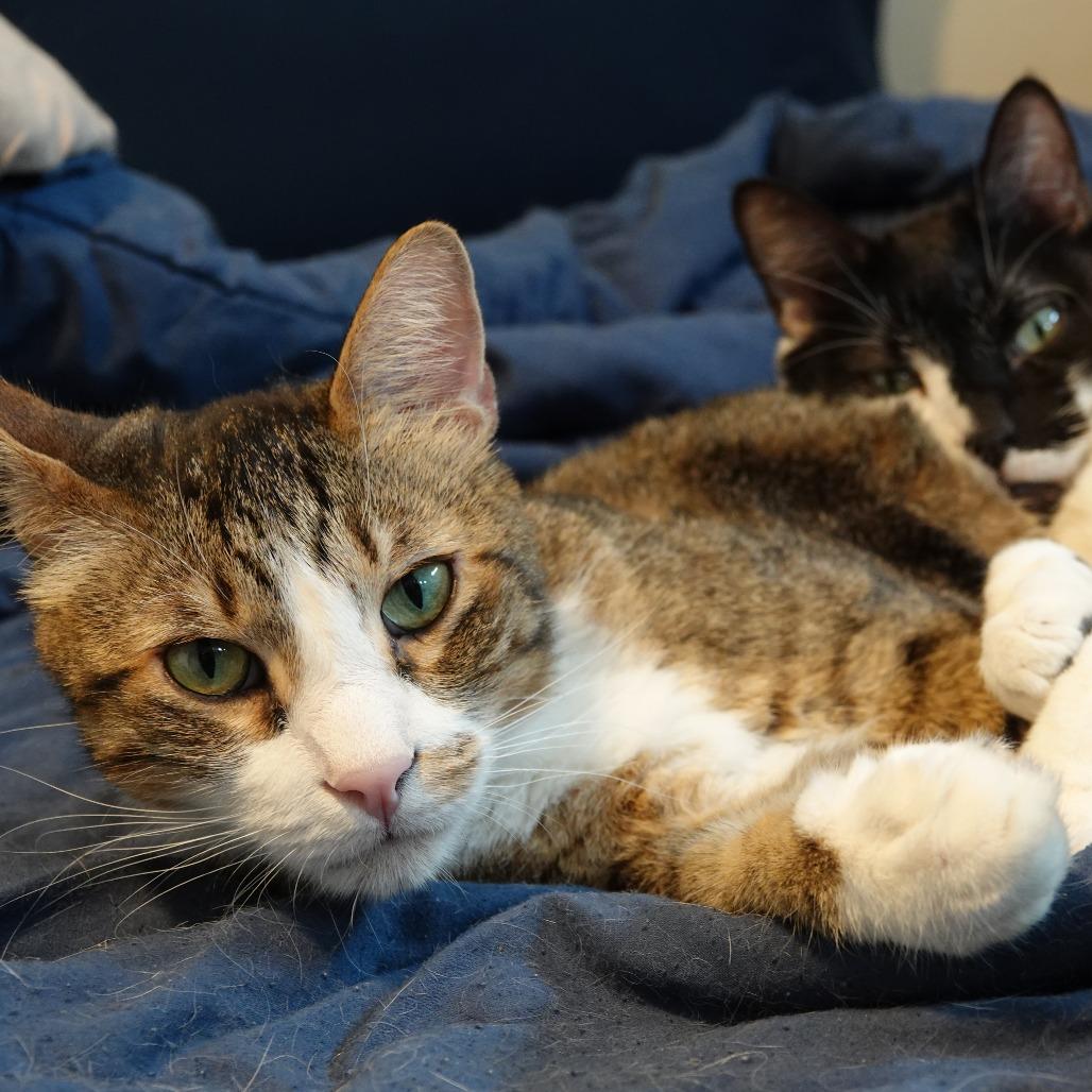 Enlarge Hodor, a Adoptable Domestic Short Hair in Denver, CO image 4/6