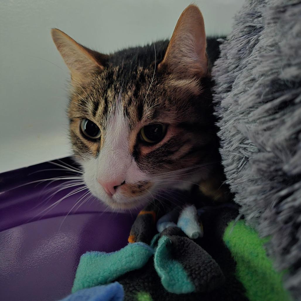Enlarge Hodor, a Adoptable Domestic Short Hair in Denver, CO image 5/6