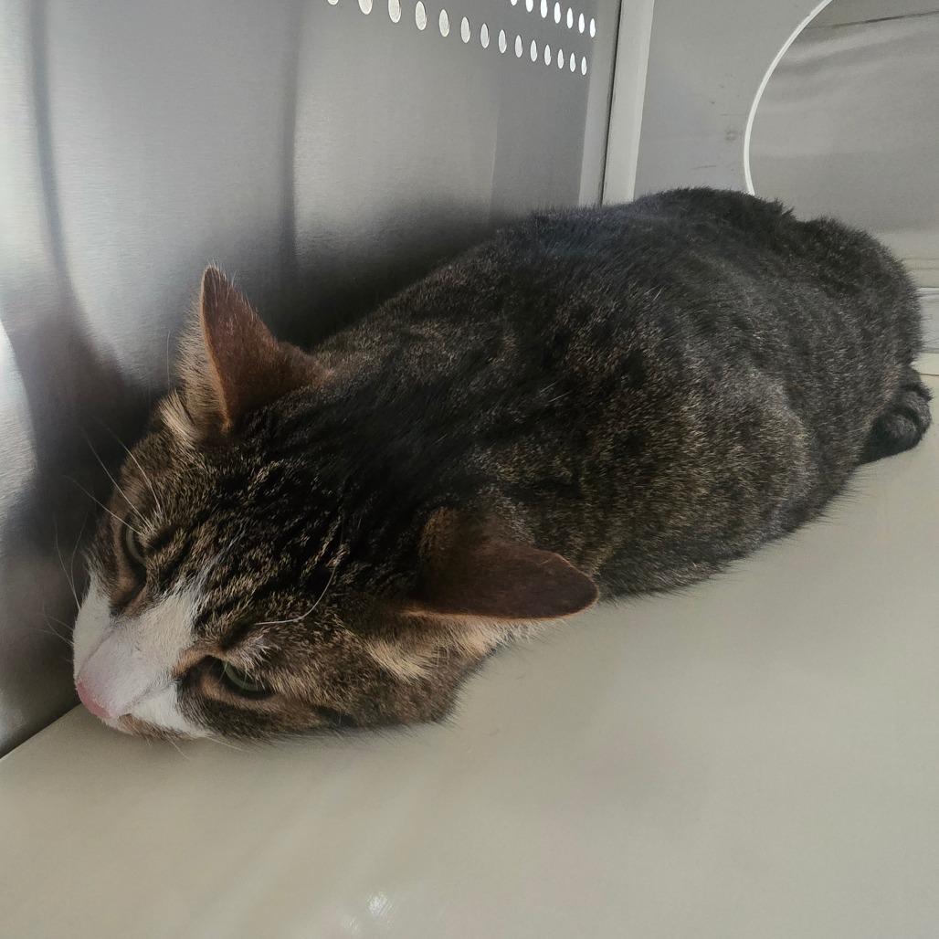 Enlarge Hodor, a Adoptable Domestic Short Hair in Denver, CO image 6/6
