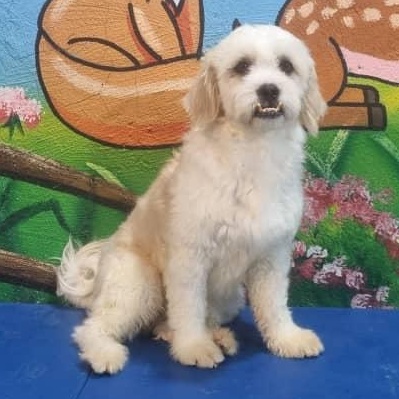 Mr. Cutie Pie Chancy, a Adoptable mixed breed image 6/6