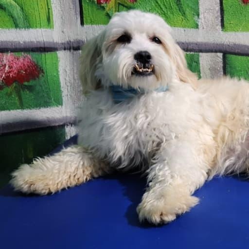 Mr. Cutie Pie Chancy, a Adoptable mixed breed image 3/6