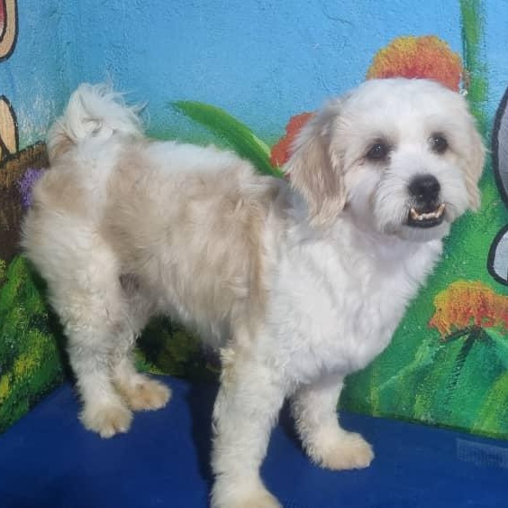 Mr. Cutie Pie Chancy, a Adoptable mixed breed image 5/6