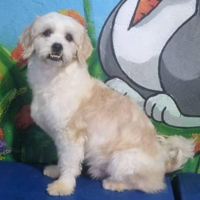 Mr. Cutie Pie Chancy, a Adoptable mixed breed image 4/6