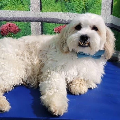 Mr. Cutie Pie Chancy, a Adoptable mixed breed image 1/6