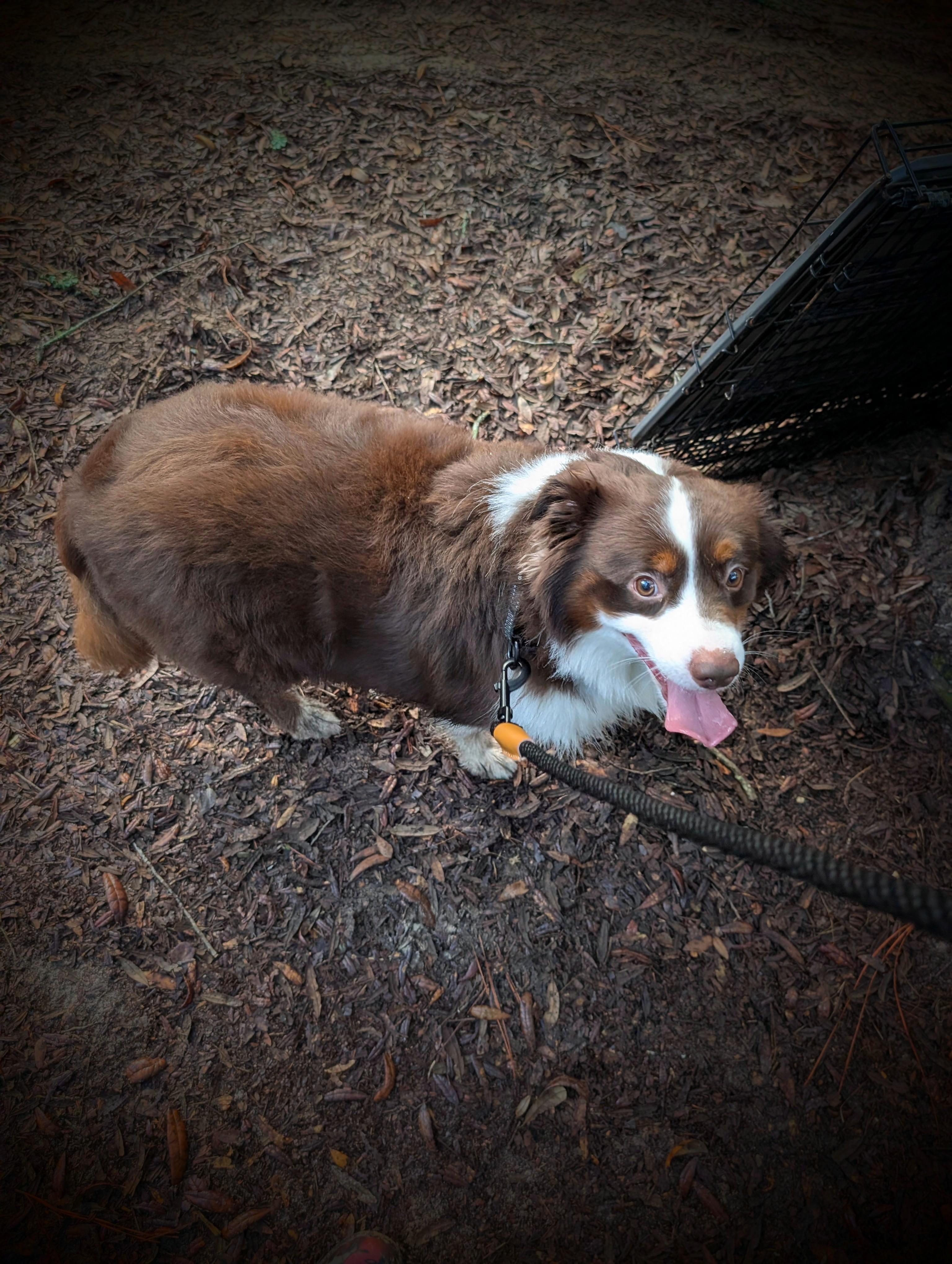 Enlarge Tommy Tucker, a Adoptable mixed breed in Jacksonville, FL image 4/5