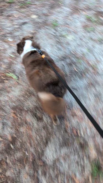 Enlarge Tommy Tucker, a Adoptable mixed breed in Jacksonville, FL video 3/5