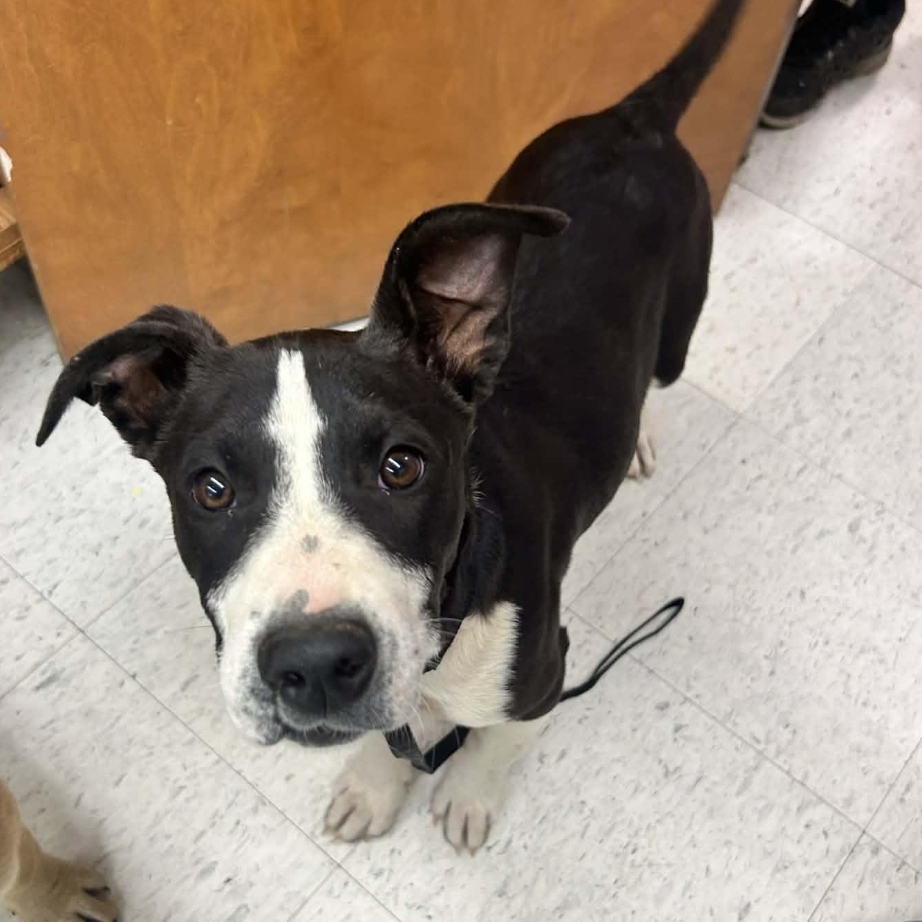 Enlarge Fizzy, an adopted mixed breed in Grants Pass, OR image 2/2